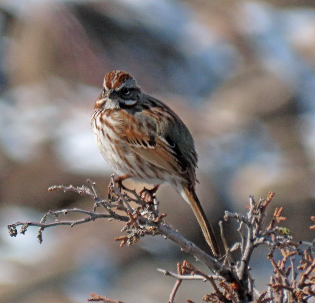 Song Sparrow - ML546154501