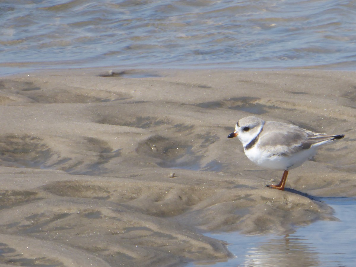 Piping Plover - ML546155451