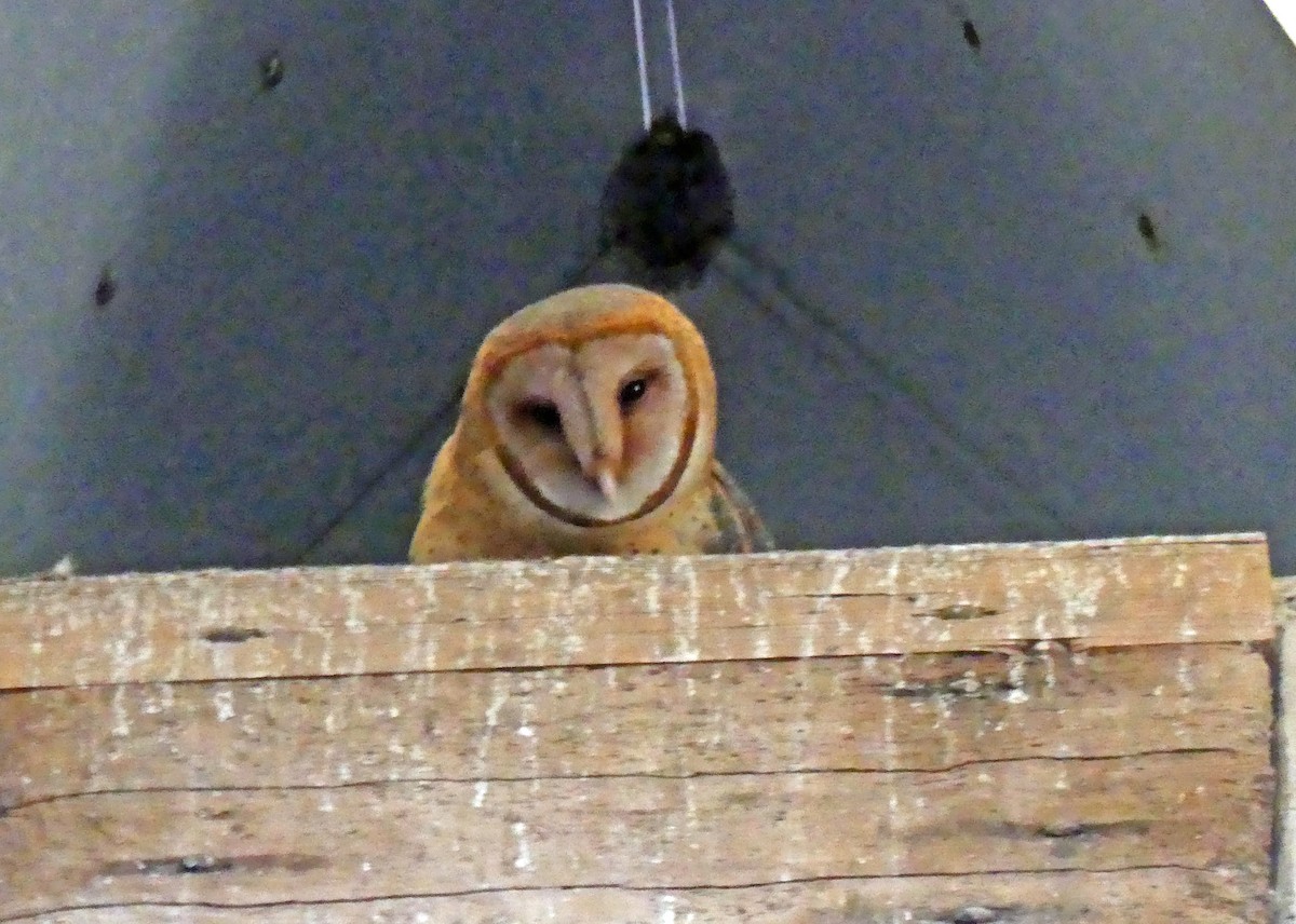 Barn Owl - ML546156981