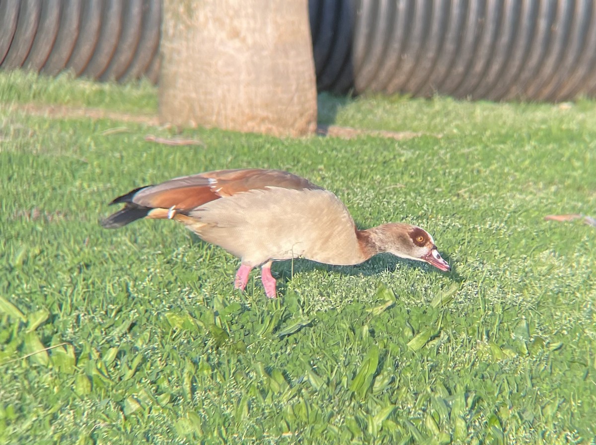 Egyptian Goose - ML546157621