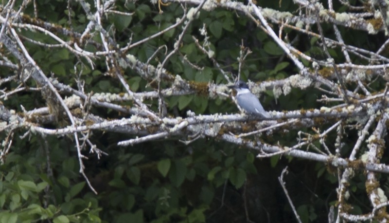Belted Kingfisher - ML546158801