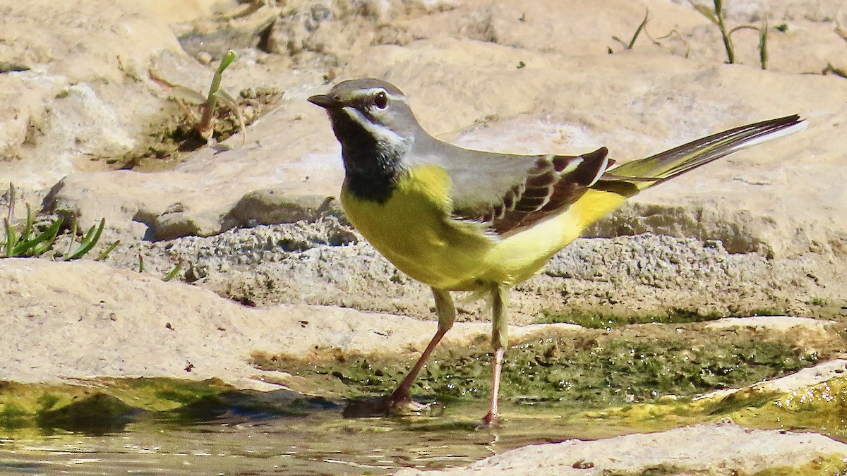 Gray Wagtail - ML546158811