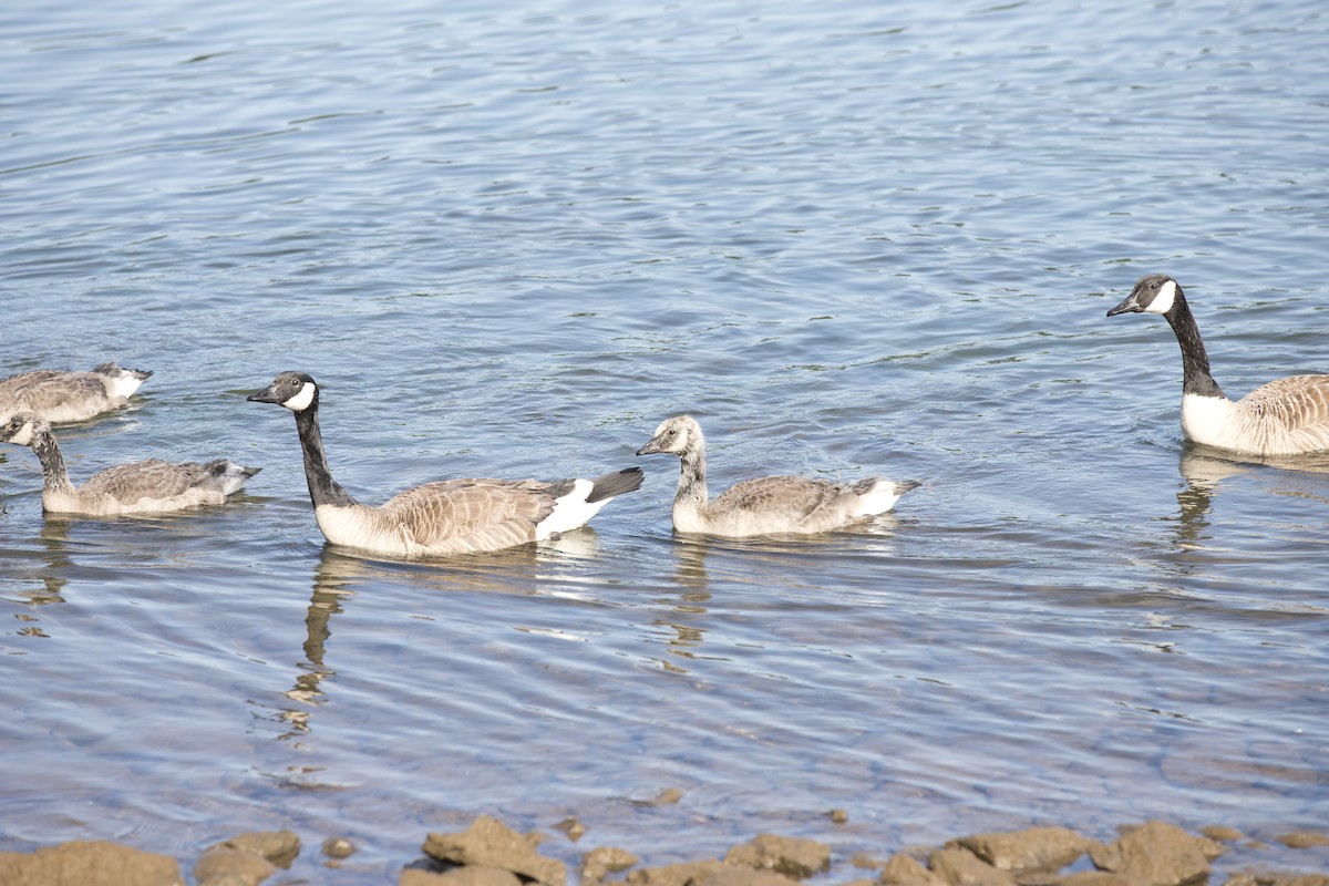 Canada Goose - ML546159371