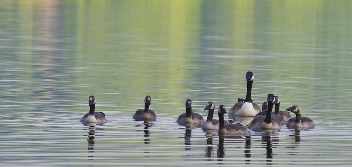 Canada Goose - ML546159441