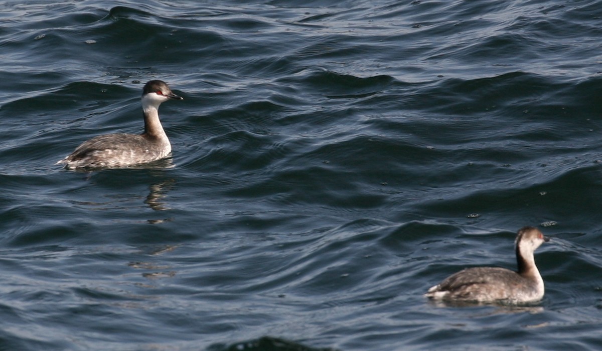 Horned Grebe - ML546159701