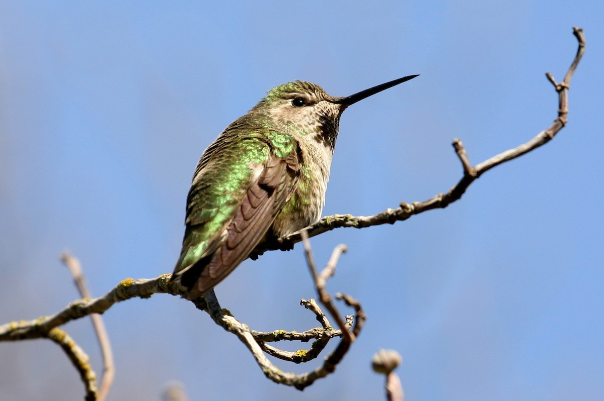 rødmaskekolibri - ML546159731