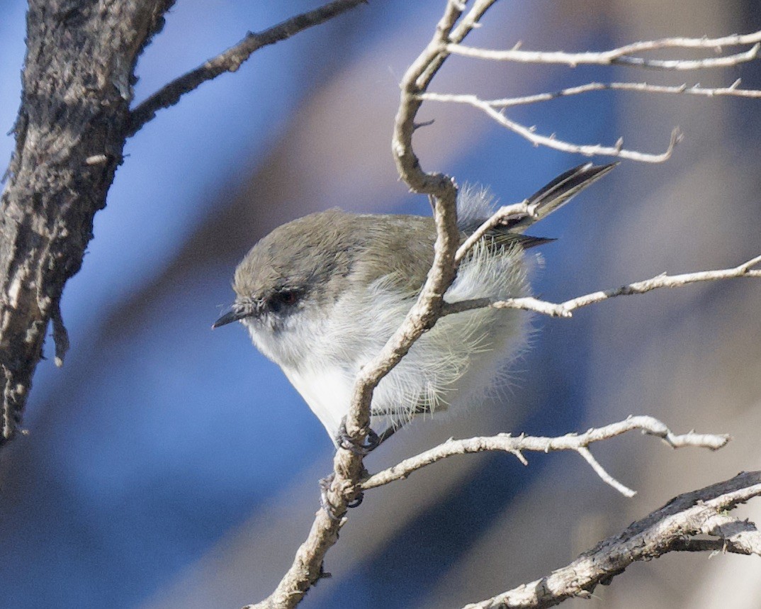 Gray Gerygone - william tyrer