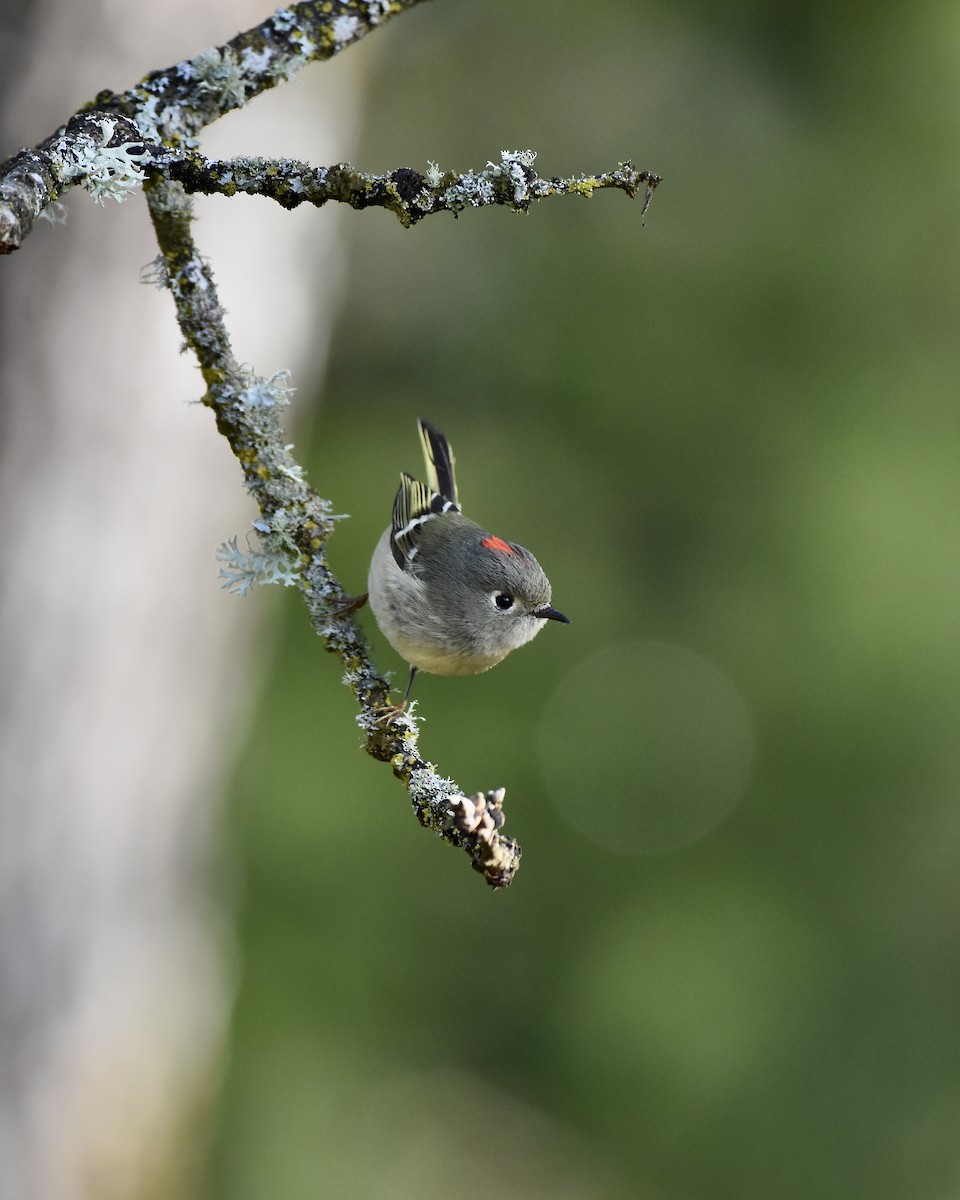 Ruby-crowned Kinglet - Tom Myers