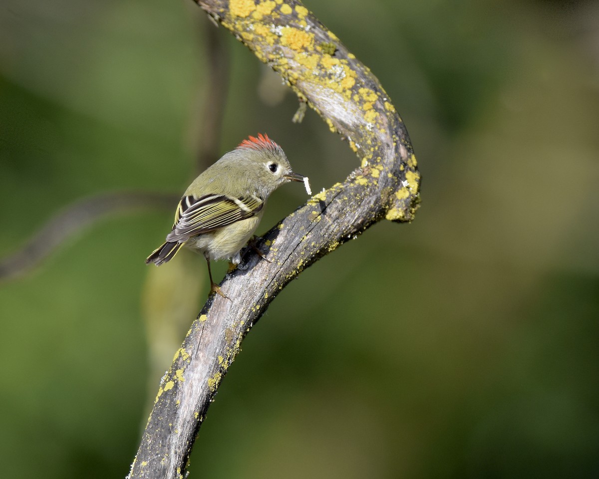 Ruby-crowned Kinglet - Tom Myers