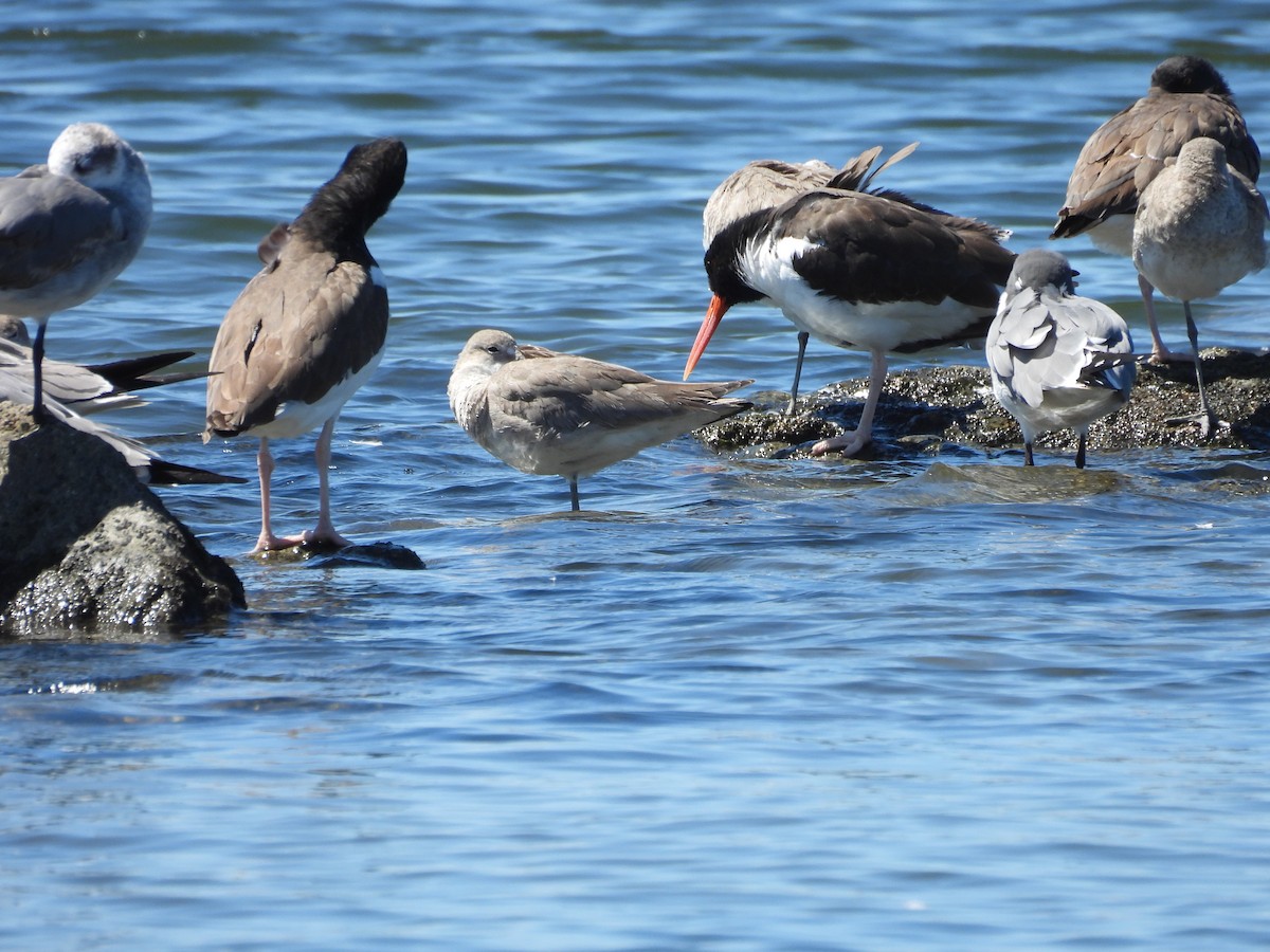 American Oystercatcher - ML546160561