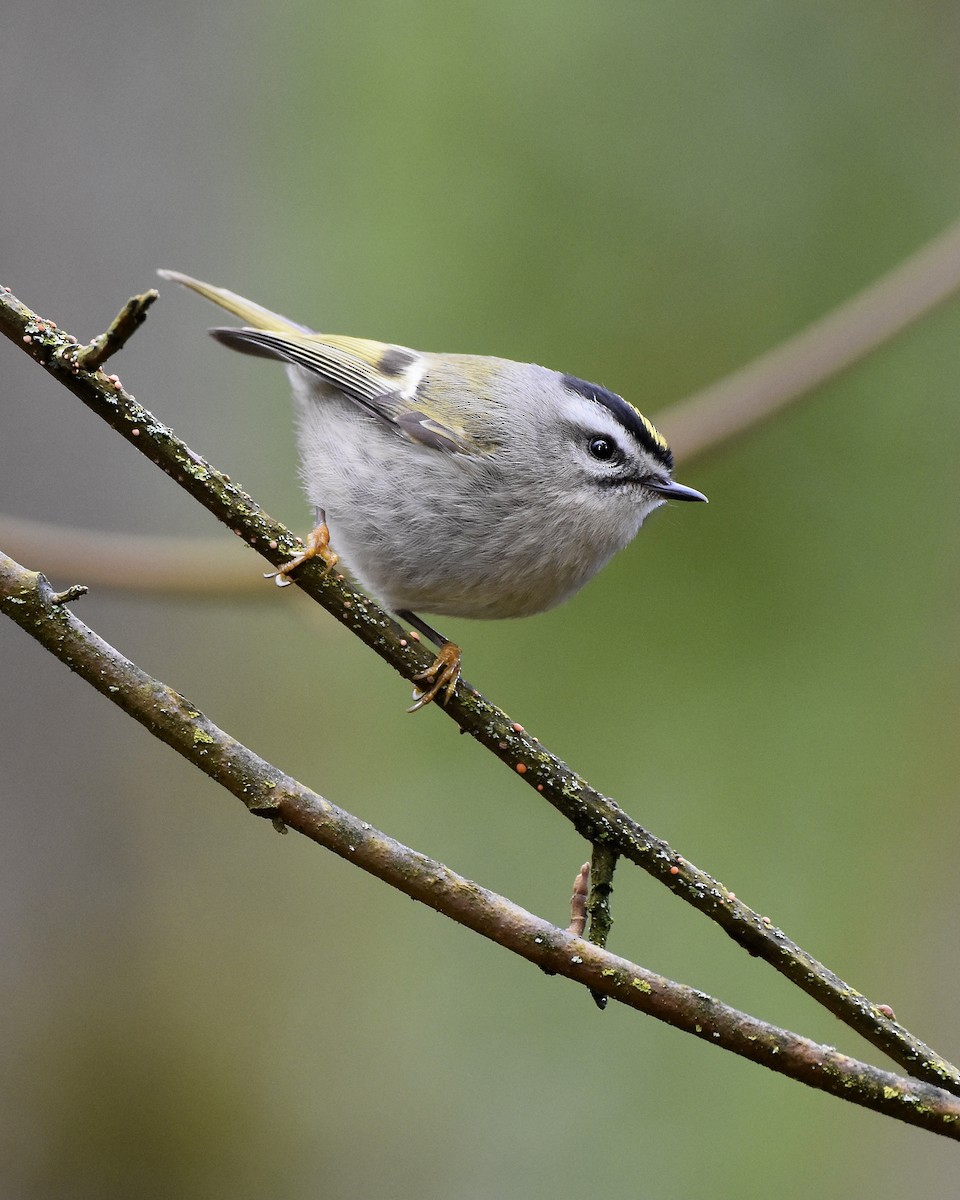 Golden-crowned Kinglet - ML546160711