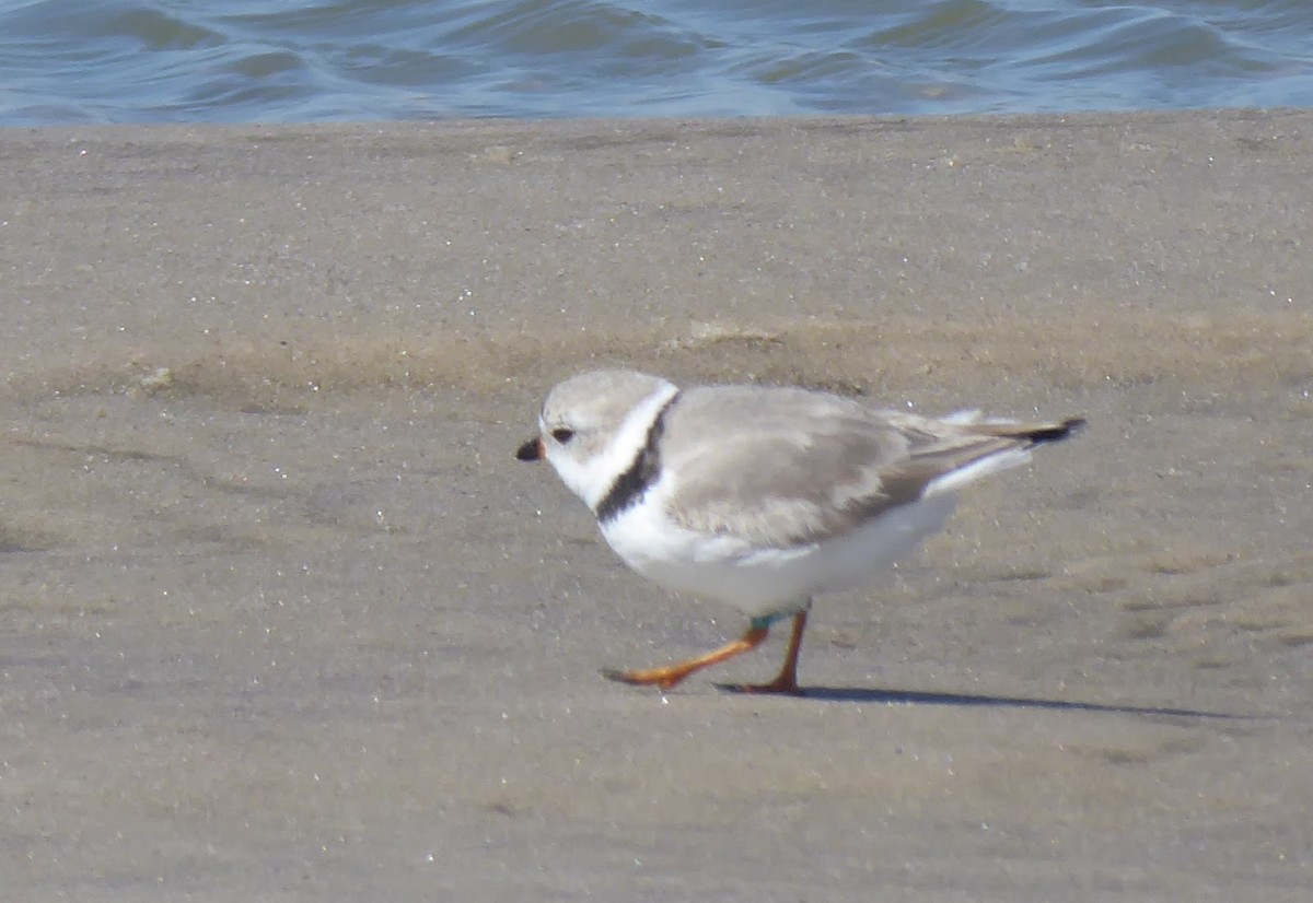 Piping Plover - ML546161031