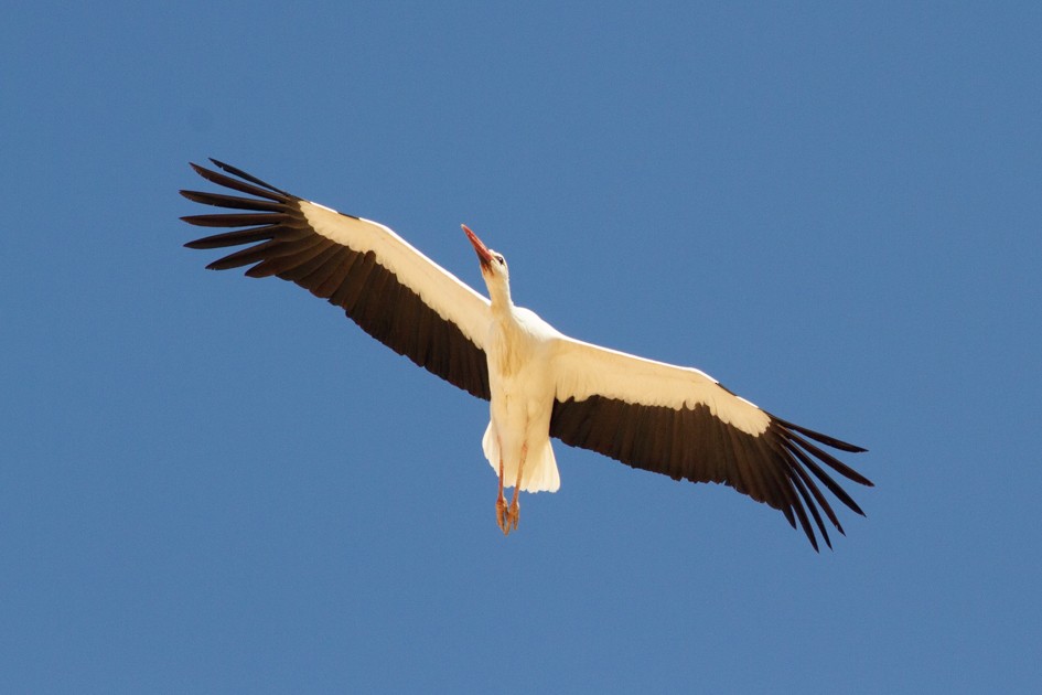 White Stork - ML546162001
