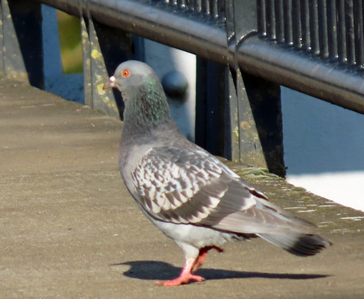 Rock Pigeon (Feral Pigeon) - Jim Scott