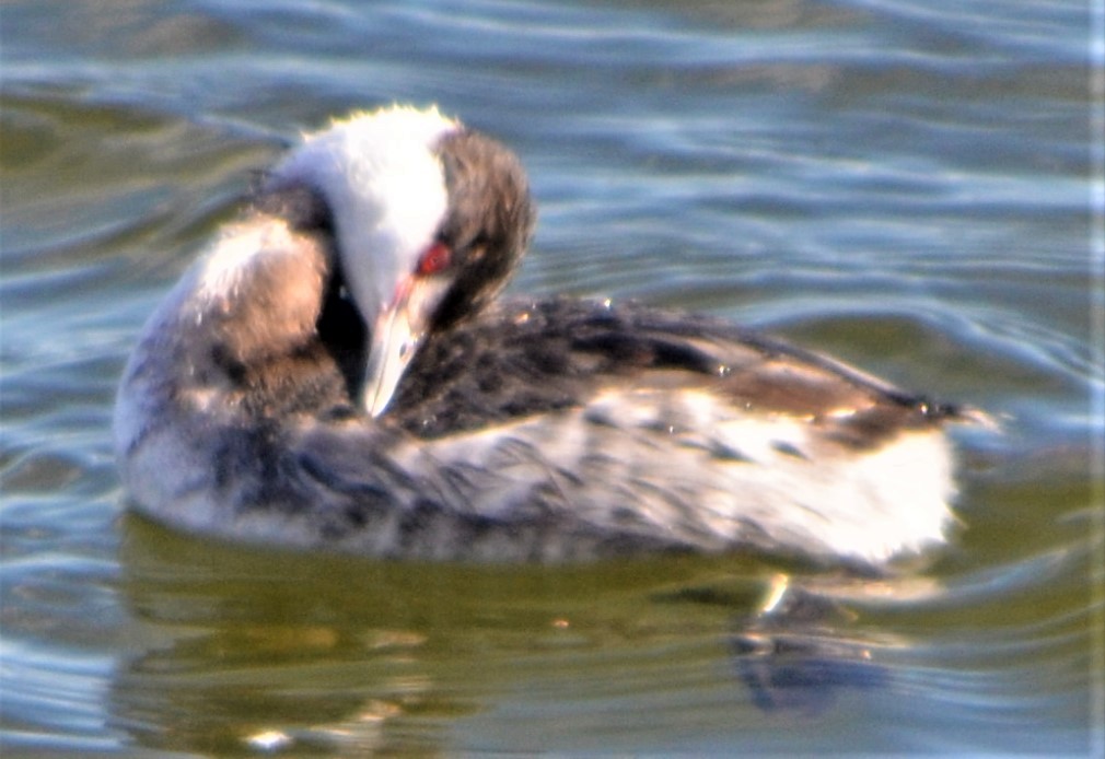 Horned Grebe - ML546163171