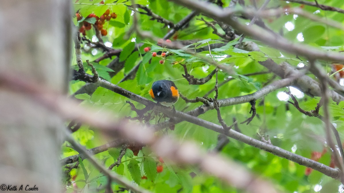 American Redstart - ML54616491