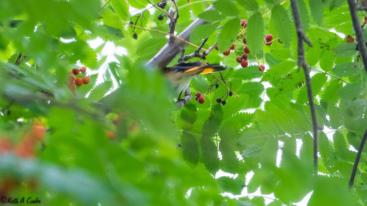 American Redstart - ML54616501