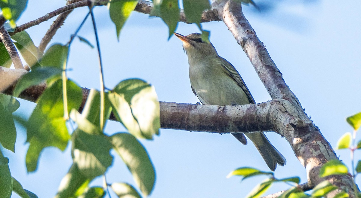 Vireo Bigotudo - ML546165031