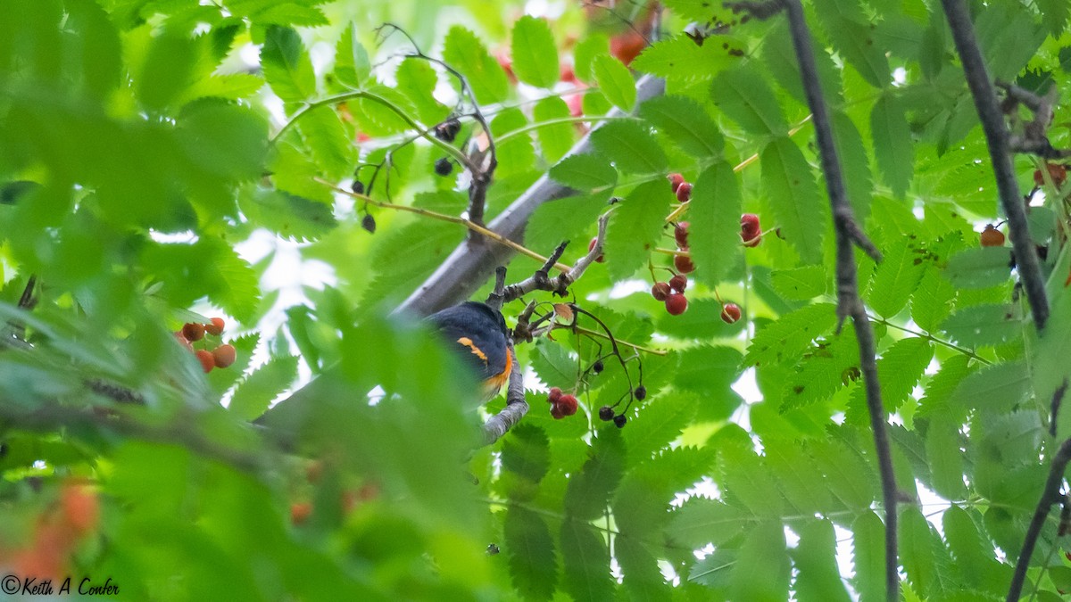 American Redstart - ML54616511