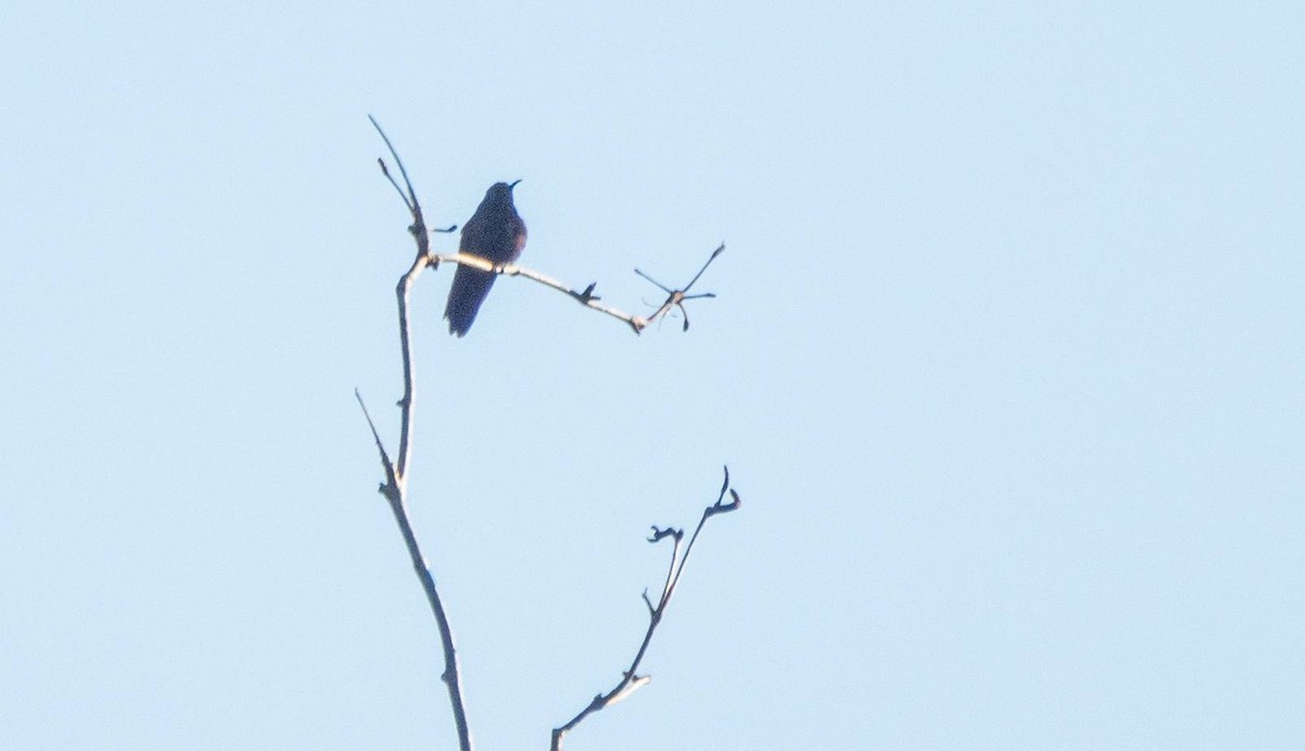 kolibřík haitský - ML546166311