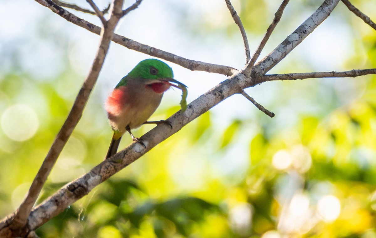 Broad-billed Tody - ML546166931