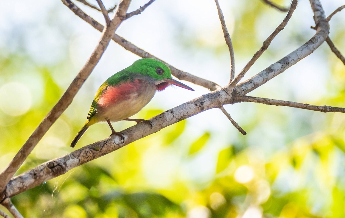 Broad-billed Tody - ML546166961