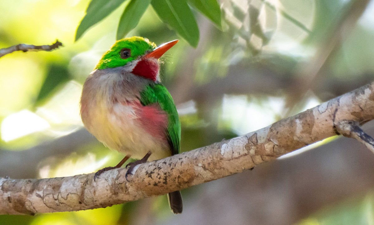 Broad-billed Tody - ML546166971