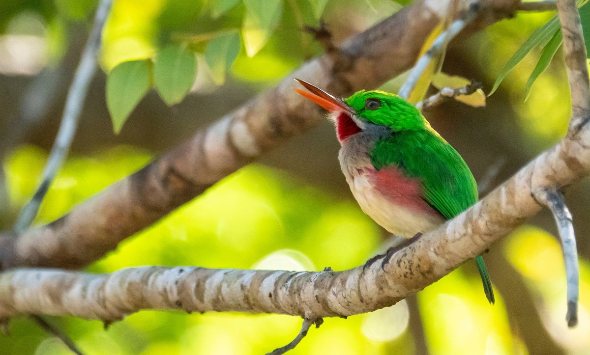 Broad-billed Tody - ML546166991