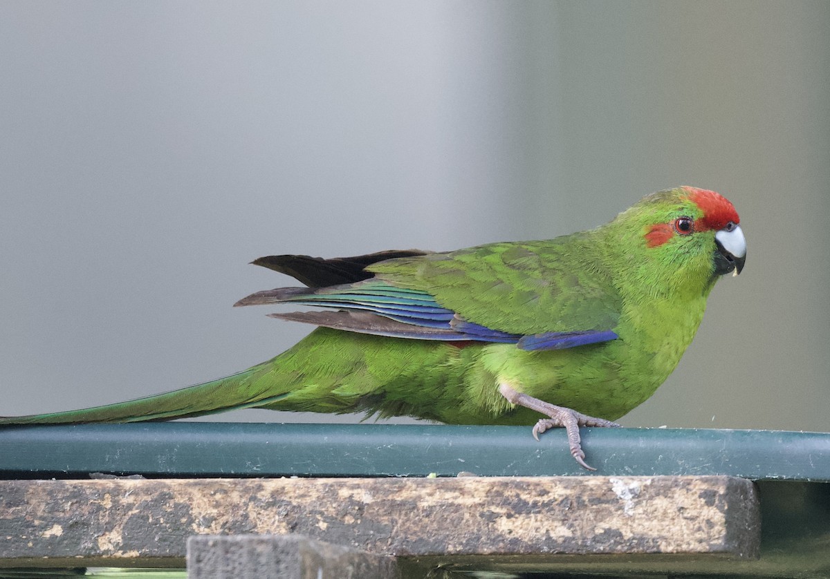 Red-crowned Parakeet - ML546169881