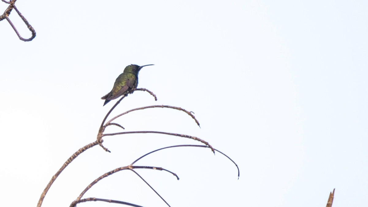 kolibřík haitský - ML546170121