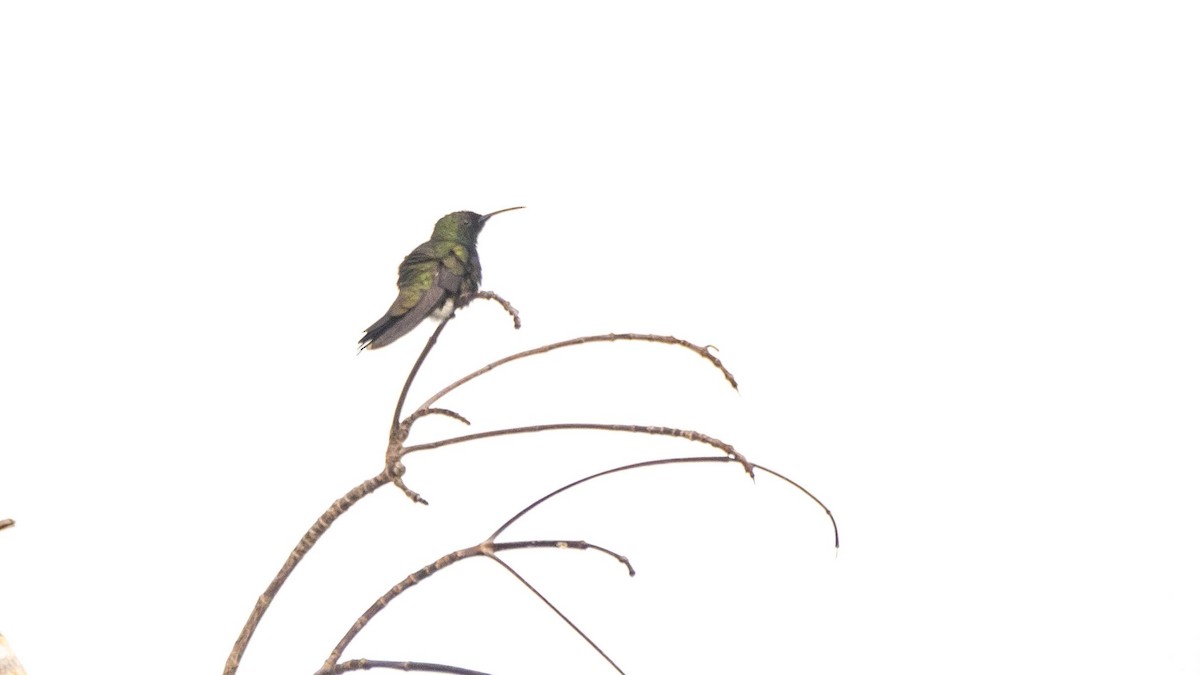 kolibřík haitský - ML546170131