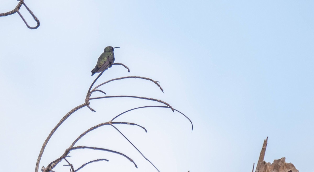 kolibřík haitský - ML546170141