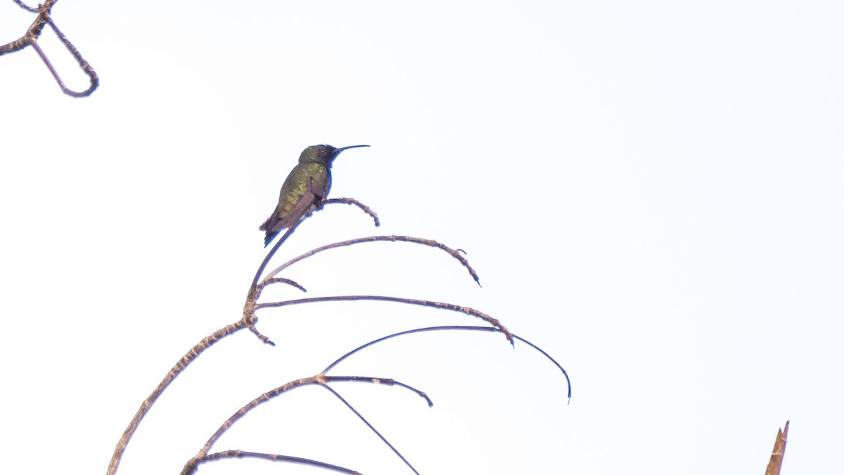 kolibřík haitský - ML546170151