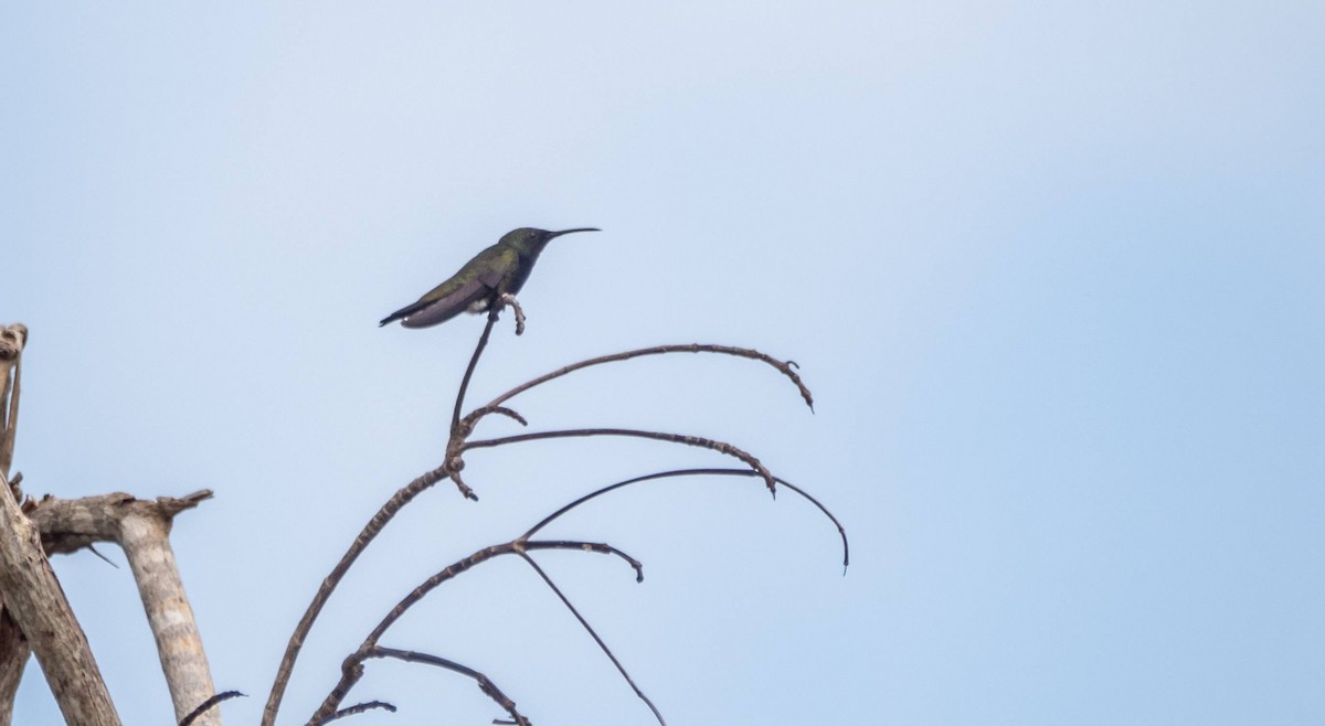 kolibřík haitský - ML546170181