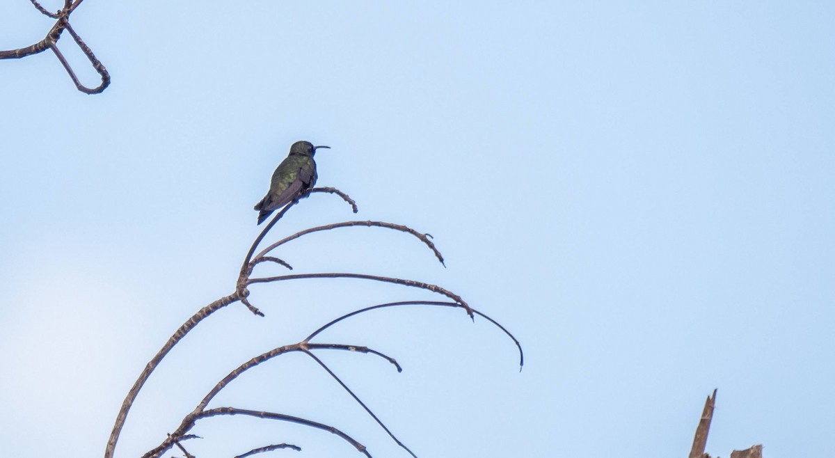 kolibřík haitský - ML546170201