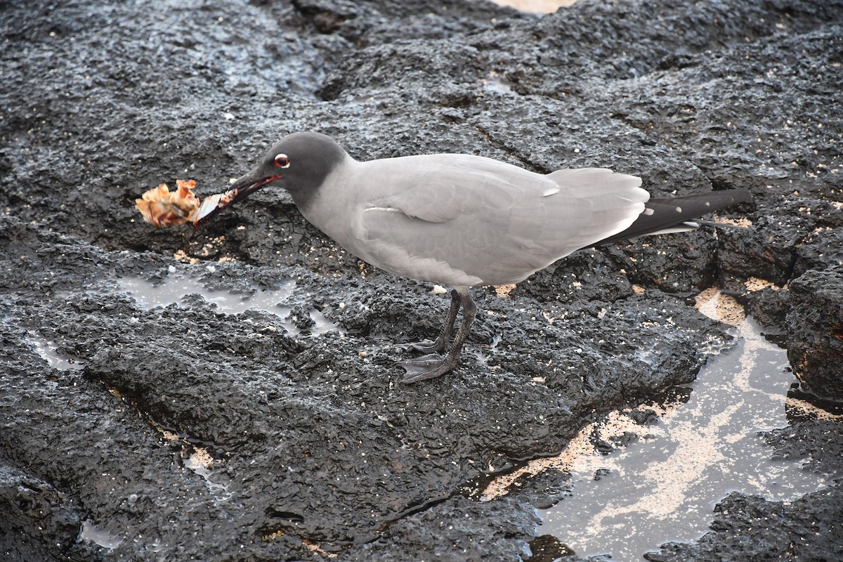 Gaviota Fuliginosa - ML546171211