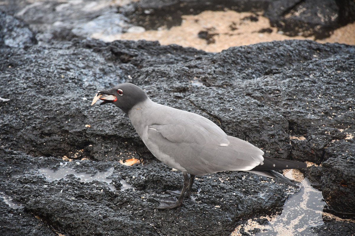 Gaviota Fuliginosa - ML546171231