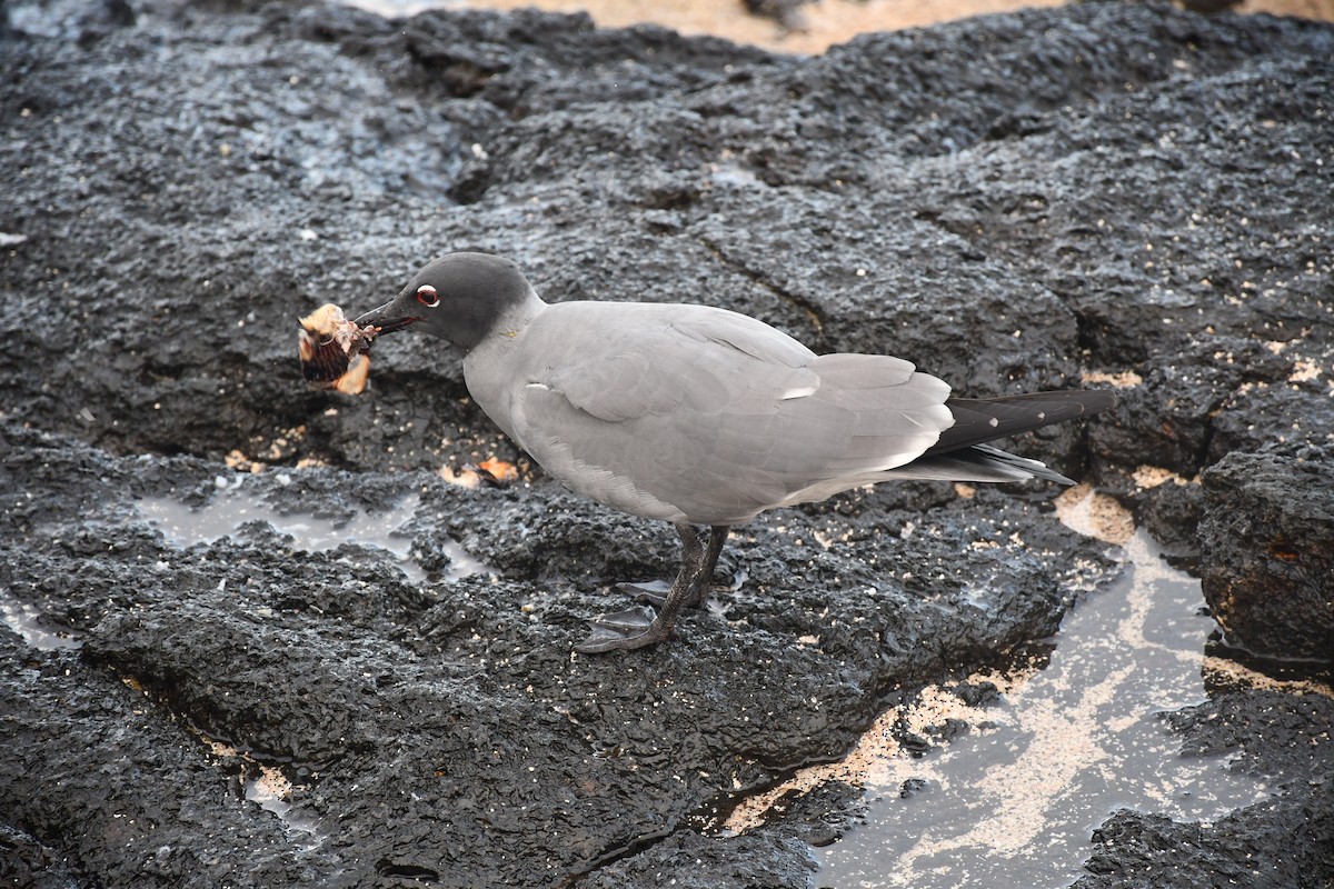 Lava Gull - ML546171301