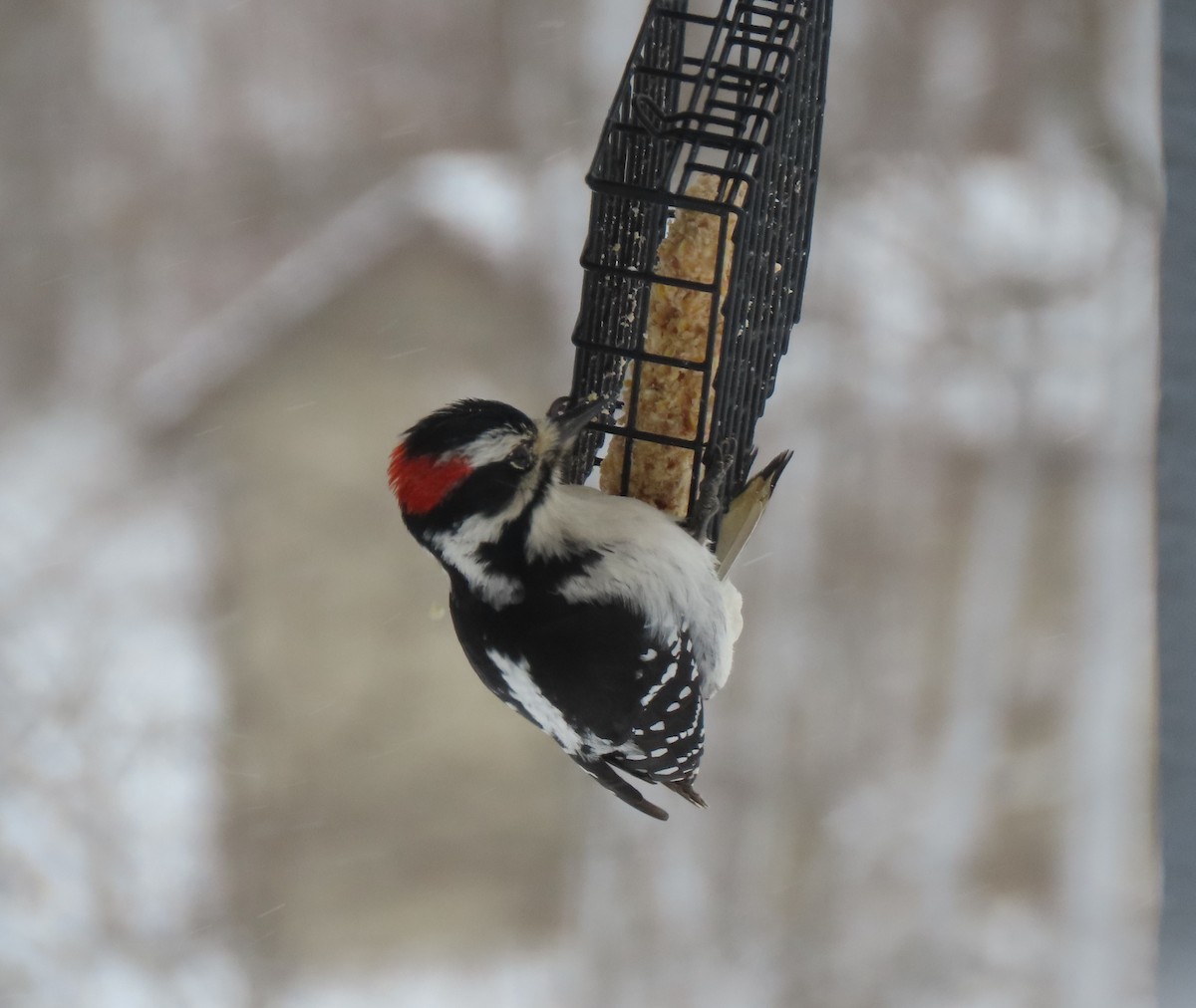 Hairy Woodpecker - ML546172991