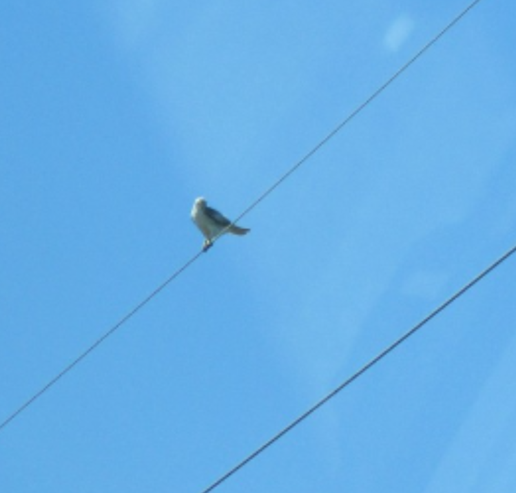 White-tailed Kite - ML546173121