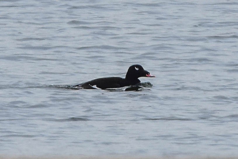 White-winged Scoter - ML546173181