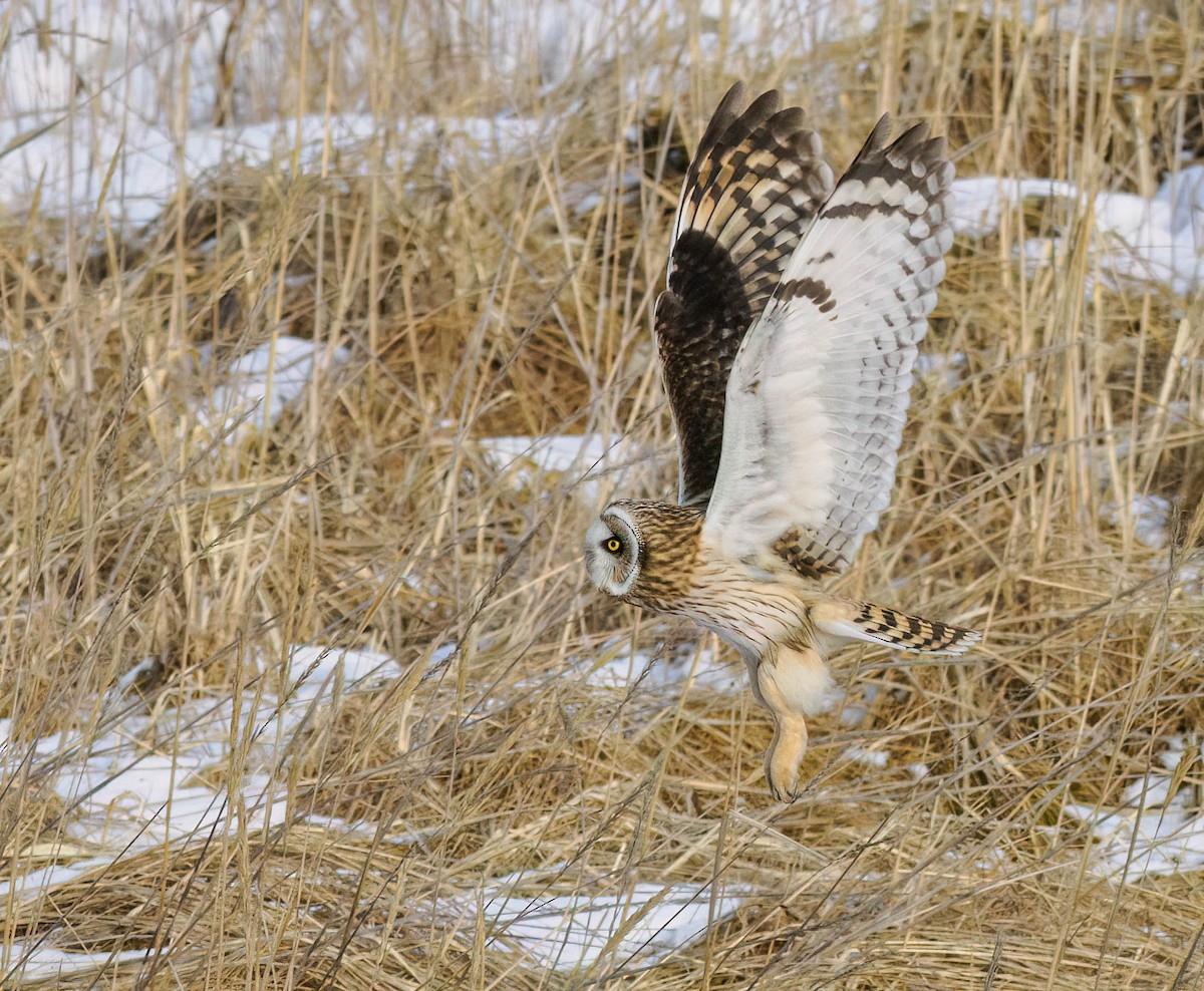 Short-eared Owl - ML546173451