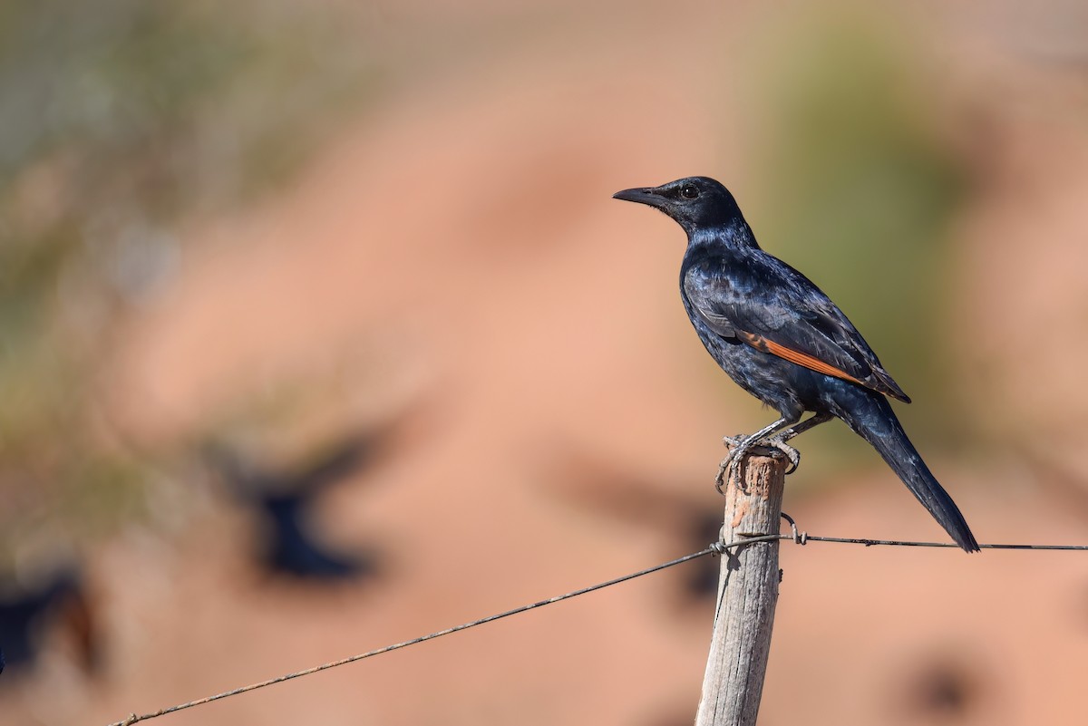 Red-winged Starling - ML546175191