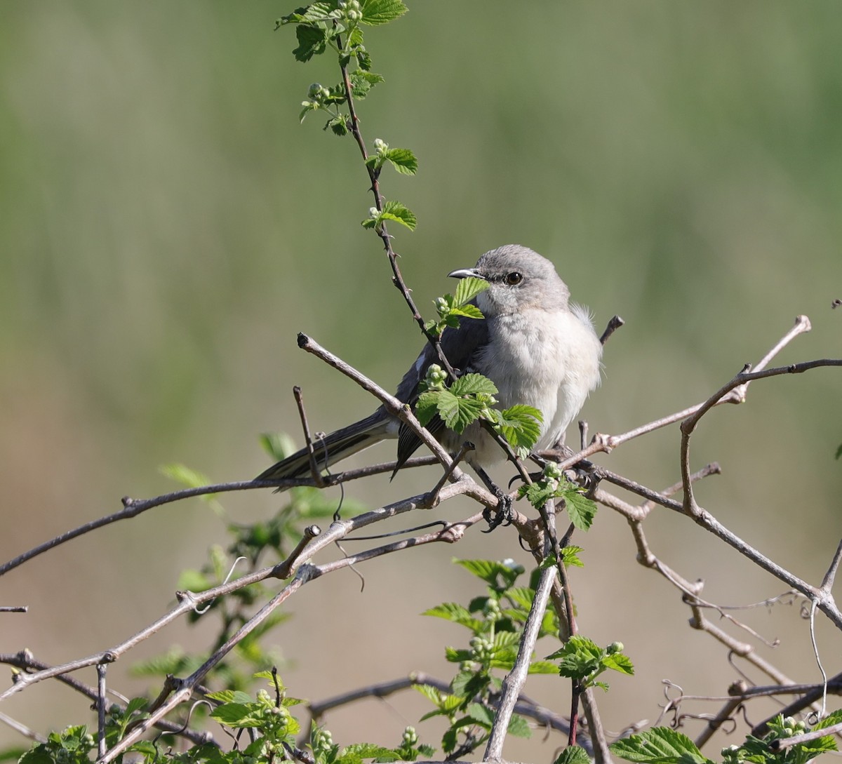 Northern Mockingbird - ML546175271