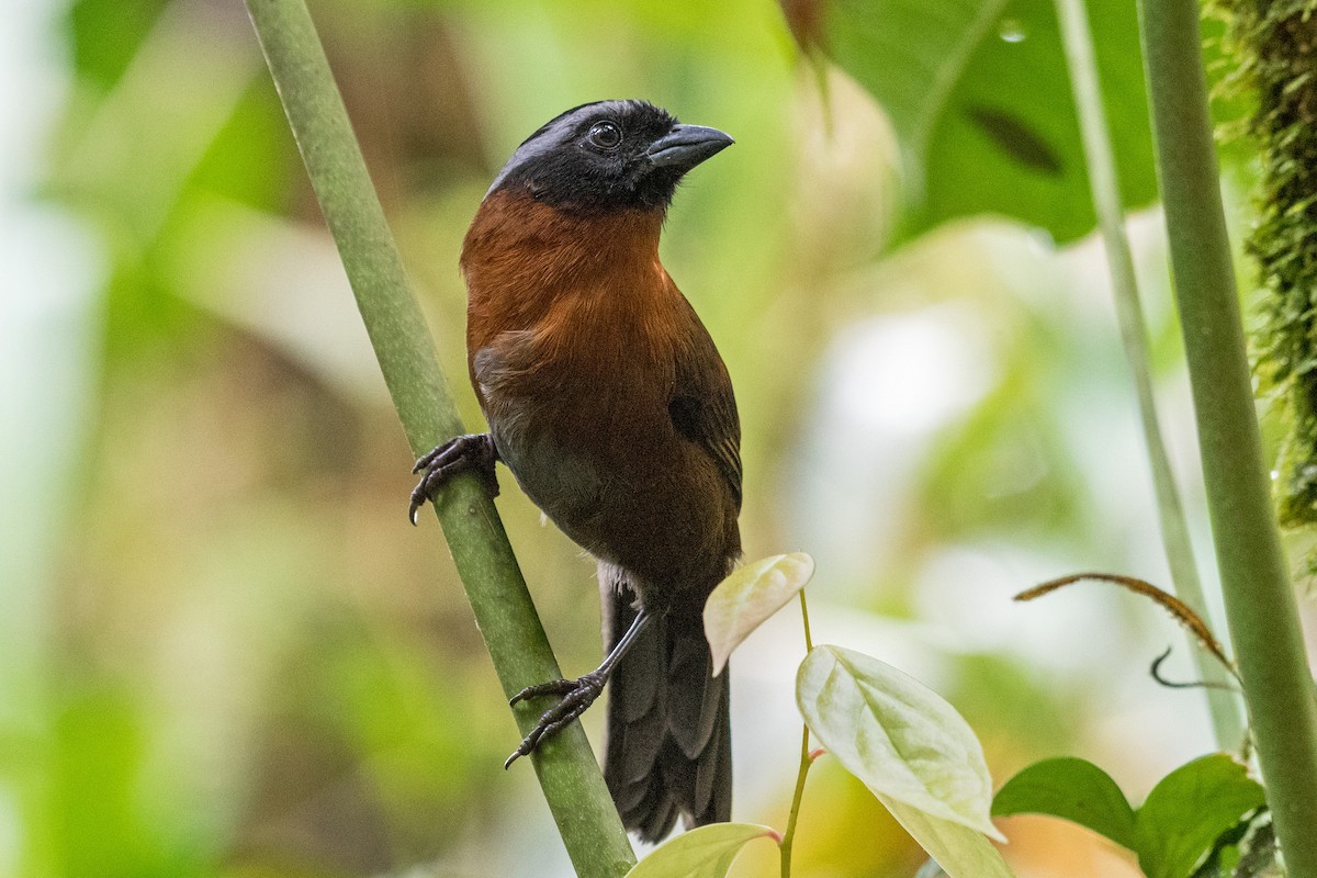 Tanager Finch - Bradley Kane