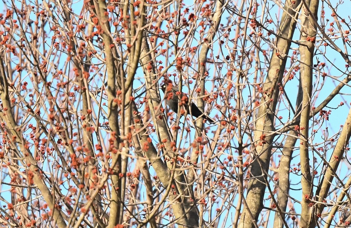 Rusty Blackbird - ML546176441