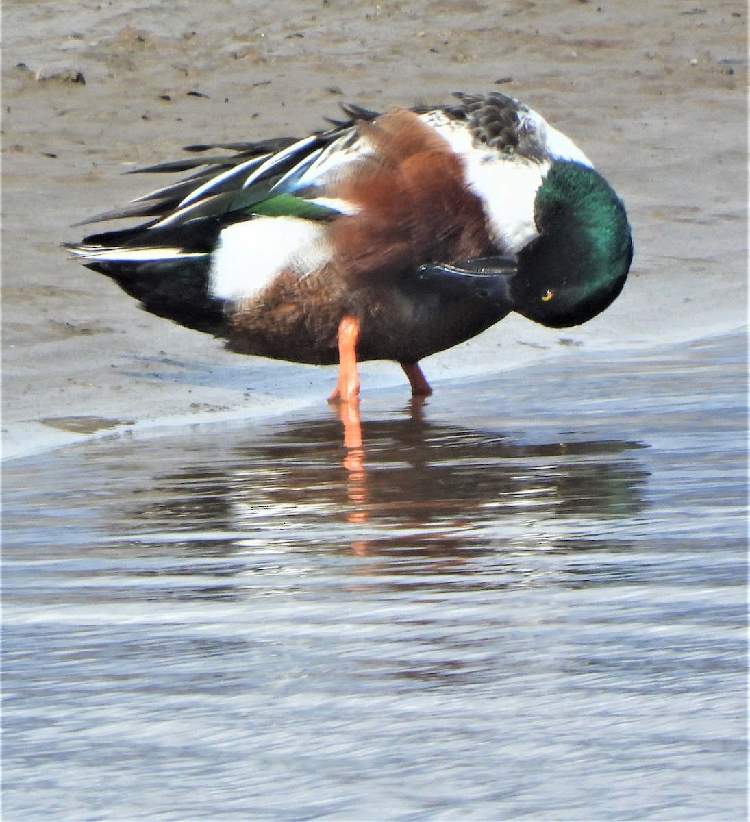 Northern Shoveler - ML546176741