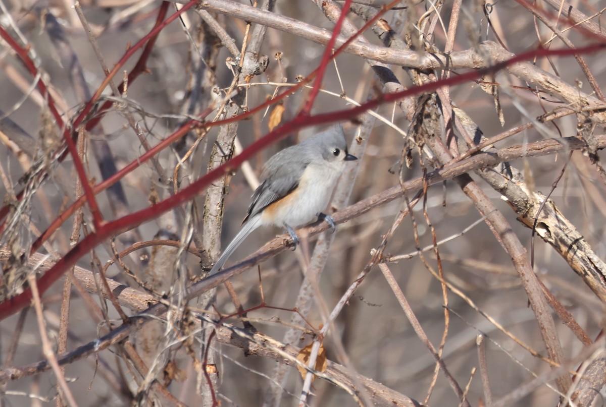 Tufted Titmouse - ML546179701