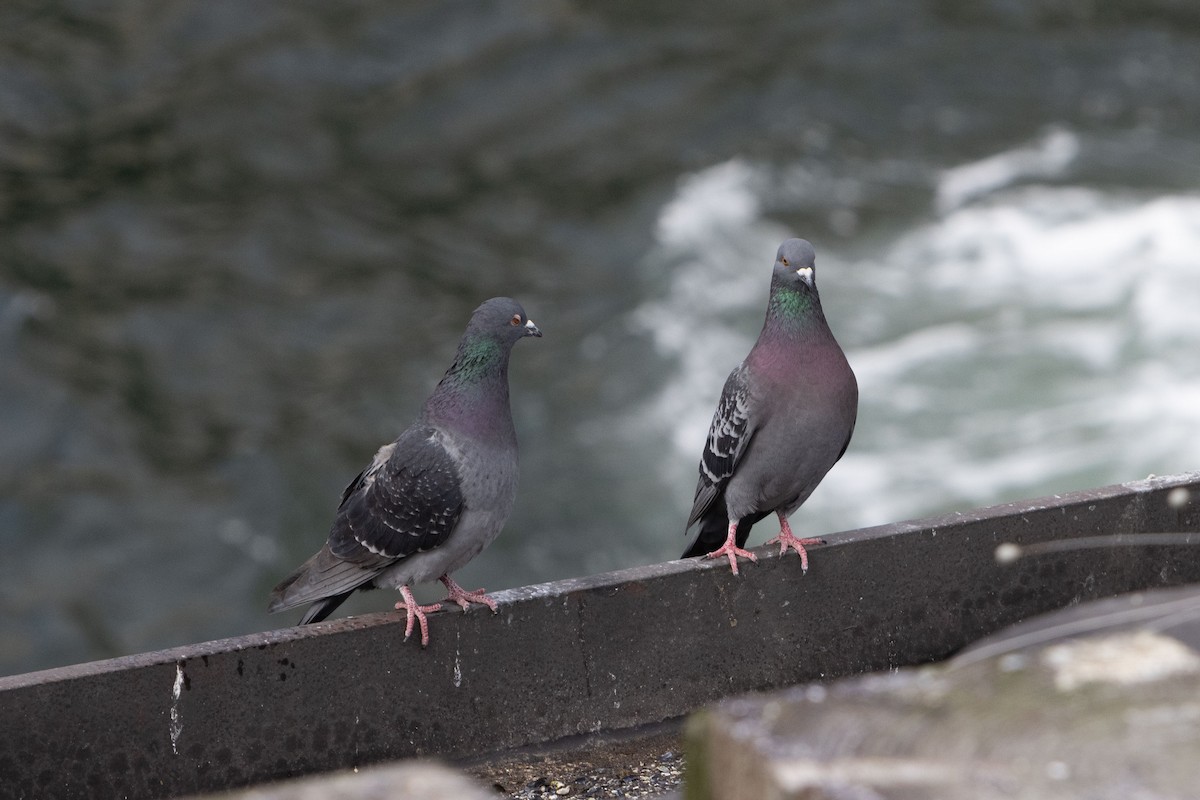 Rock Pigeon (Feral Pigeon) - ML546180561
