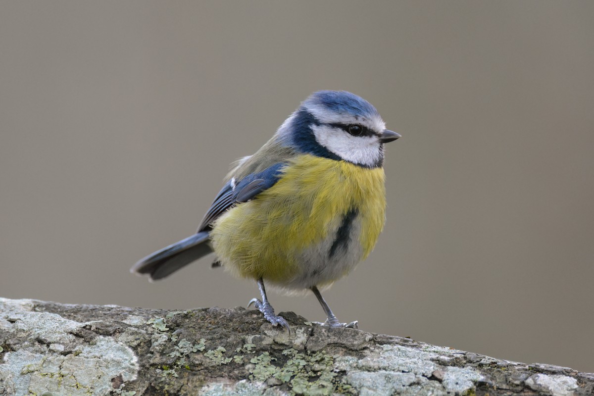 Eurasian Blue Tit - Andy Tonge